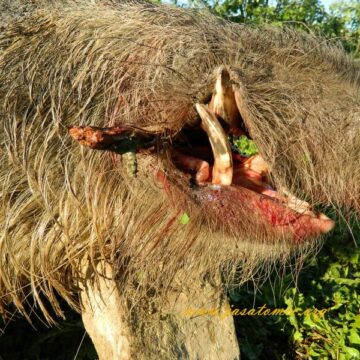 Žebeljan ulovio još jednog kapitalca
