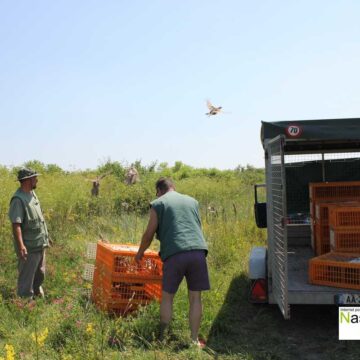 Jašinsko lovište bogatije za 250 fazana.
