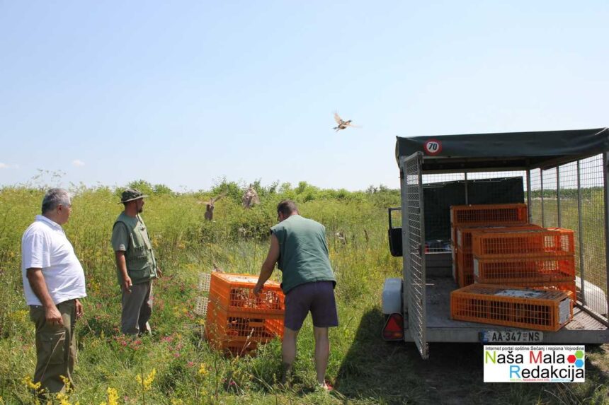 Jašinsko lovište bogatije za 250 fazana.