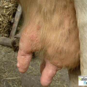 Nodularni-dermatitis-4 Нема бојазни за здравље људи