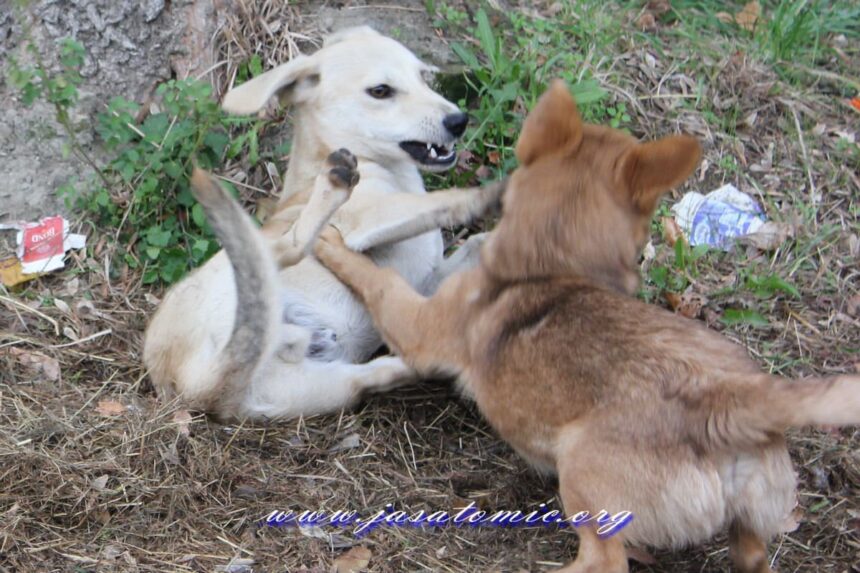 Bezazlena pasja igra