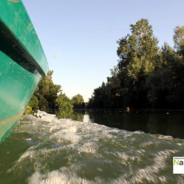 Tamiš – od Žutog brega do Kruškinog budžaka