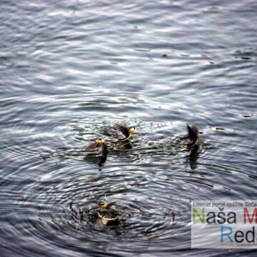 Tamiški cvet i ove godine osvajao reku