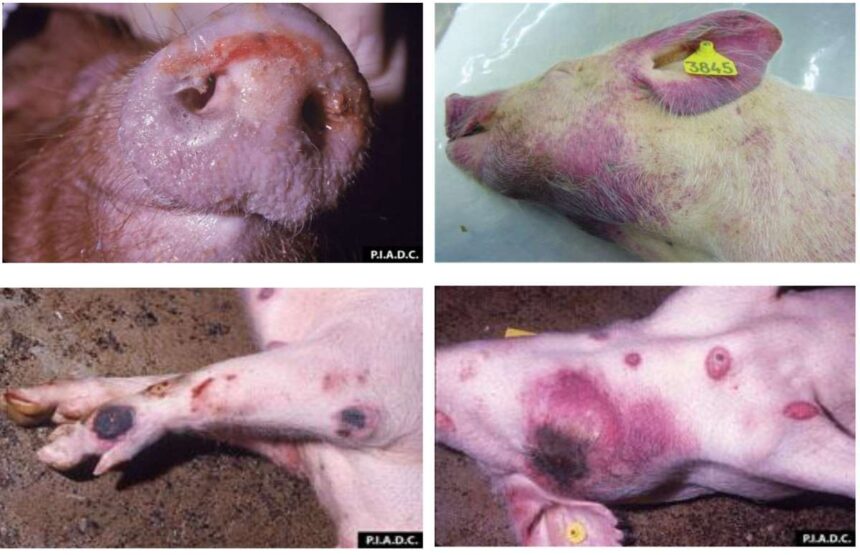 africka-kuga-svinja-1 Apel veterinarske inspekcije