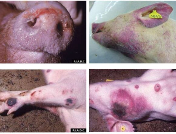 africka-kuga-svinja-1 Apel veterinarske stanice „MD VETMEDICINA“ iz Sečnja