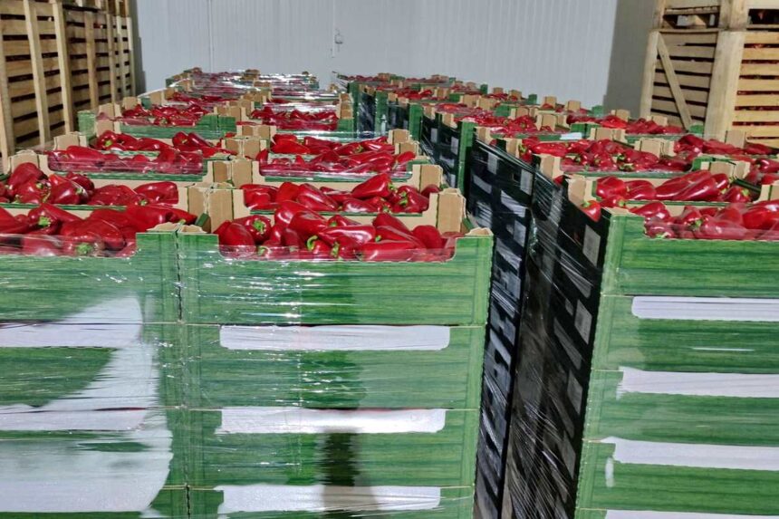 ZZ „Agrosoj“ iz Neuzine prodaje papriku