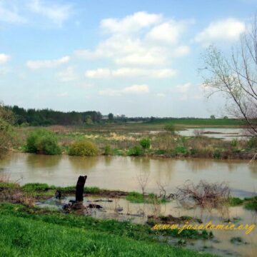 Jaša Tomić, april 2012.