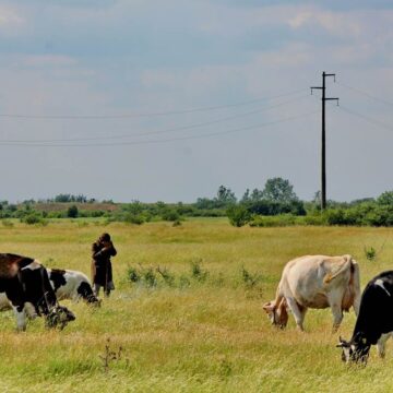Pašnjački odbor Mz Jaša Tomić traži jednog čuvara goveda