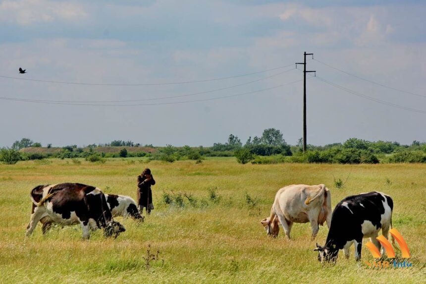 Pašnjački odbor Mz Jaša Tomić traži jednog čuvara goveda