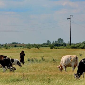 Pašnjački odbor MZ Jaša Tomić traži dva čuvara goveda