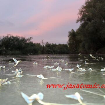 Tamiški cvet osvaja reku