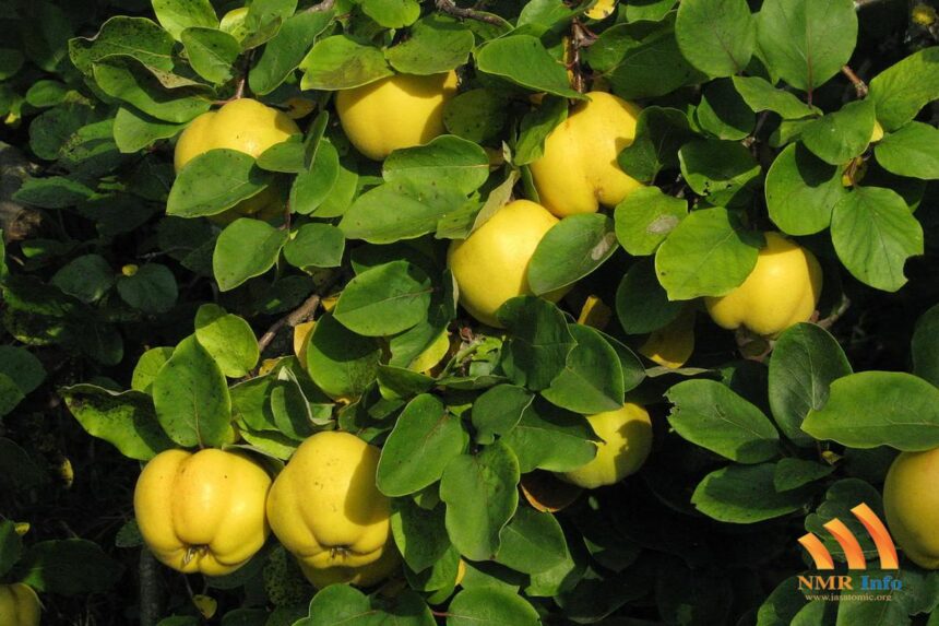 Grmeč prodaje dunje za rakiju