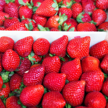 gazdinstvo-piljevic-prodaja-jagoda-naslovna Gazdinstvo Piljević počinje sa prodajom jagoda