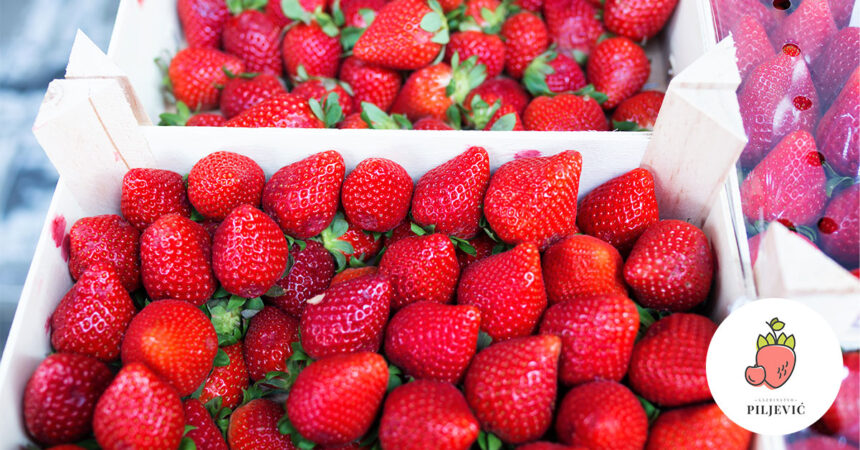 Gazdinstvo Piljević počinje sa prodajom jagoda