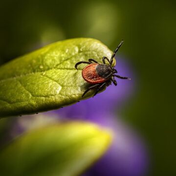 Tretman protiv krpelja na teritoriji opštine Sečanj