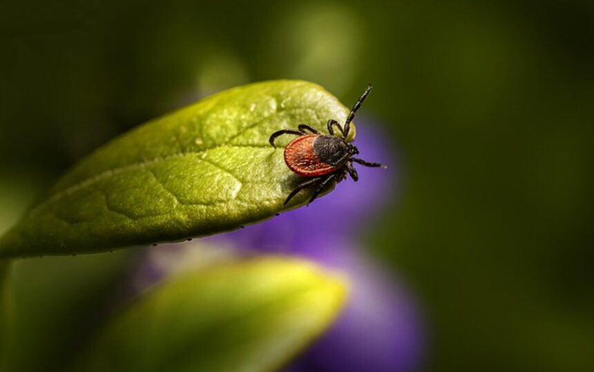 Tretman protiv krpelja na teritoriji opštine Sečanj