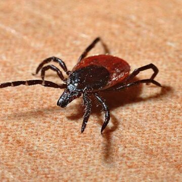 NAJAVA TRETMANA PROTIV KRPELJA