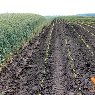 oranice Eko kolumna: U prirodi se nešto promenilo… osim ljudske ćudi