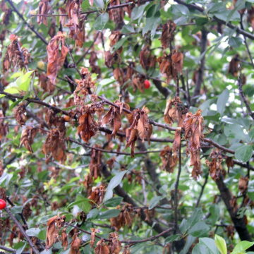 pcele-i-zastita-01 Pčele i zaštita voća i uljane repice