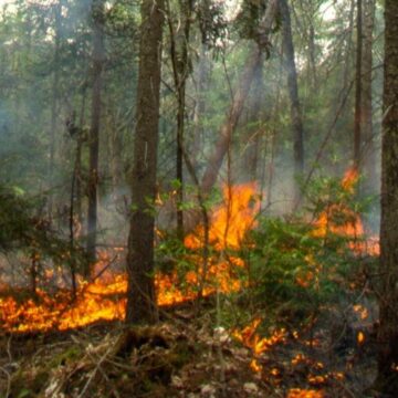 APEL HA GRAĐANE DA PRIMENJUJU PREVENTIVNE MERE ZAŠTITE OD ŠUMSKIH POŽARA