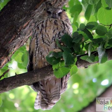 Sove su ponovo na okupu