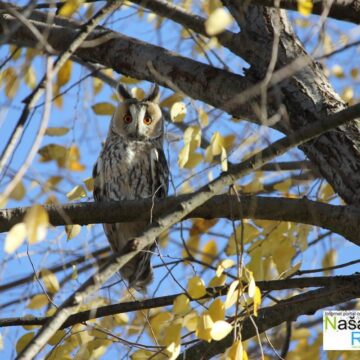 Sove vole centar sela