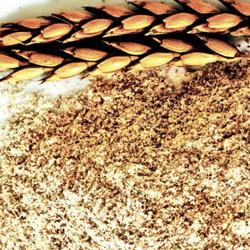 spelta-1 Za šta je sve dobra spelta?