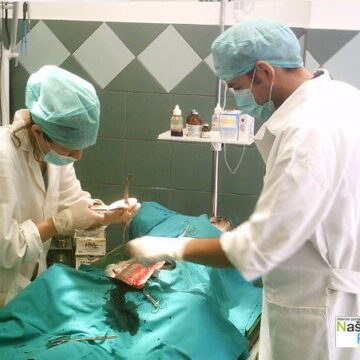 Besplatna sterilizacija pasa i mačaka u Jaši