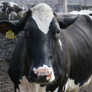 stocari Konkurs za nabavku novih traktora i opreme za stočare uz podršku Svetske banke otvoren do 23. februara