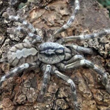 Peru: Pronađen fosil ptice nalik pelikanu