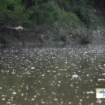 tiski-cvet-09 Tiski cvet na Tamišu