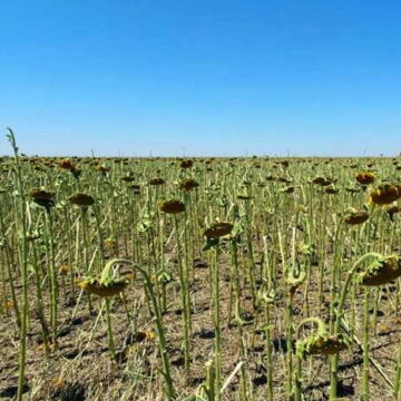 usevi PRIJAVA ŠTETE NA USEVIMA