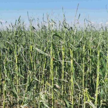 Proglašena vanredna situacija na celoj teritoriji opštine Sečanj