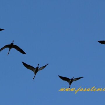 Ždralovi na proputovanju