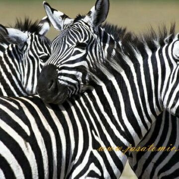 Kornjače prekrile Filipine